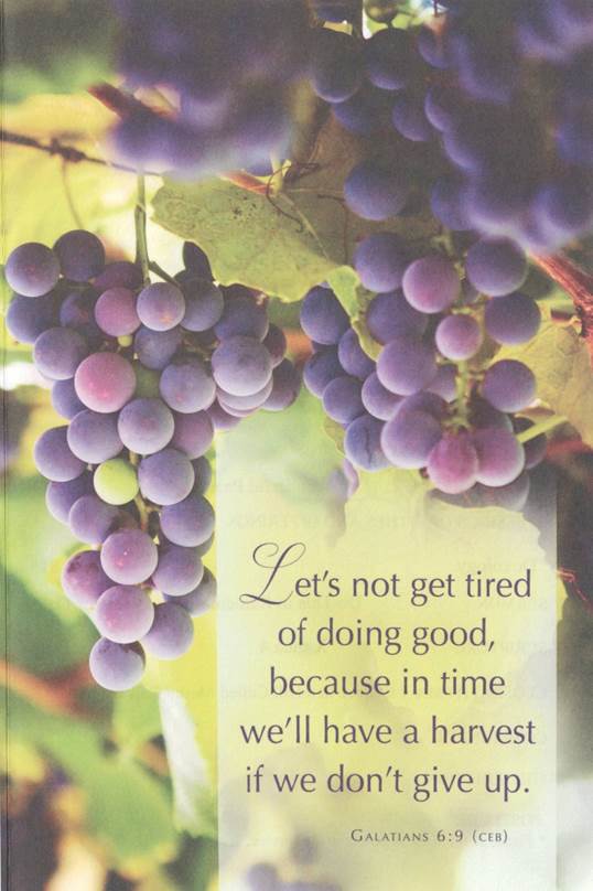 A close-up of grapes on a vine

AI-generated content may be incorrect.
